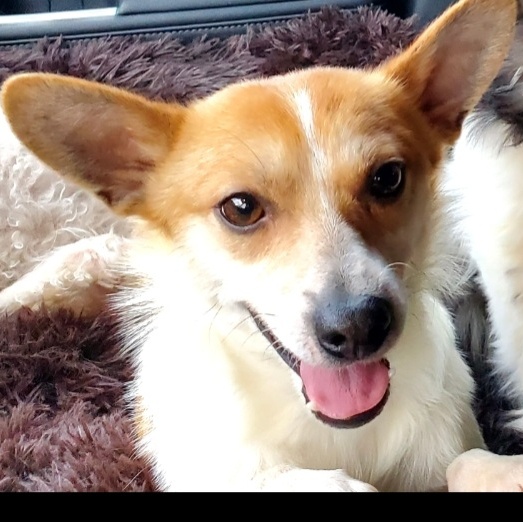 Enlarge CHARLIE BROWN & POPPY, a Adoptable Parson Russell Terrier in Marion, IN image 2/6