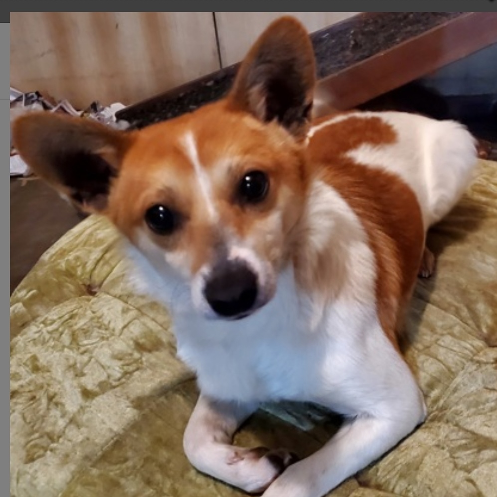 Enlarge CHARLIE BROWN & POPPY, a Adoptable Parson Russell Terrier in Marion, IN image 6/6