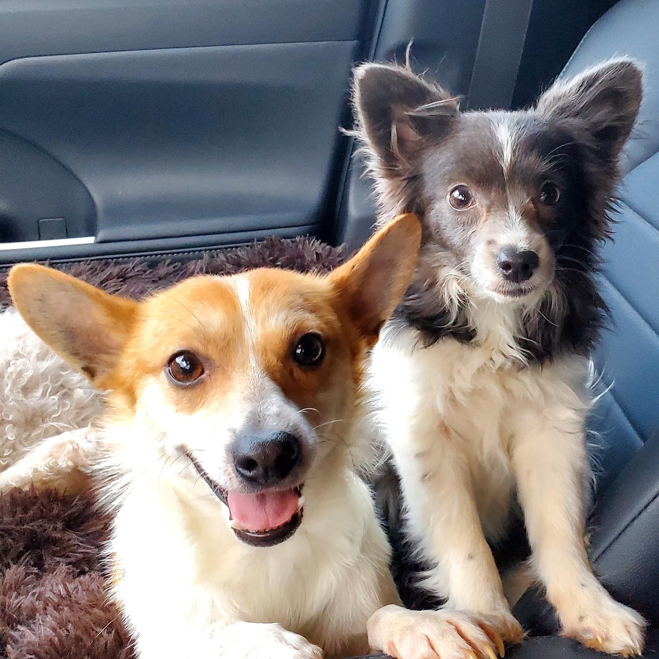 Enlarge CHARLIE BROWN & POPPY, a Adoptable Parson Russell Terrier in Marion, IN image 4/6