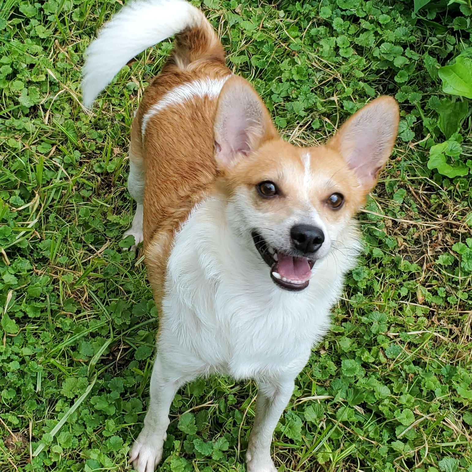 CHARLIE BROWN & POPPY, Adoptable, Adult Male Parson Russell Terrier.