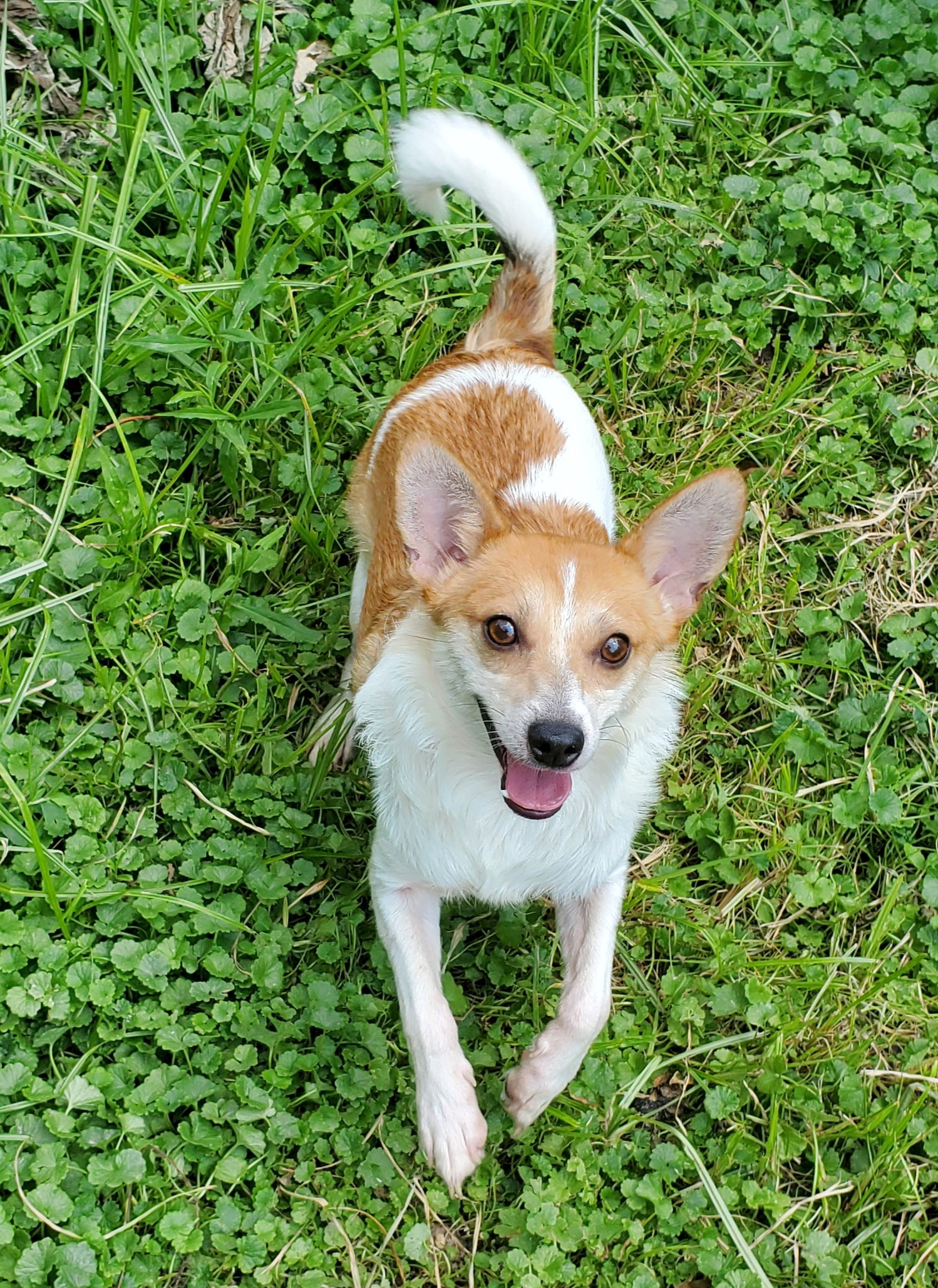 Enlarge CHARLIE BROWN & POPPY, a Adoptable Parson Russell Terrier in Marion, IN image 5/6