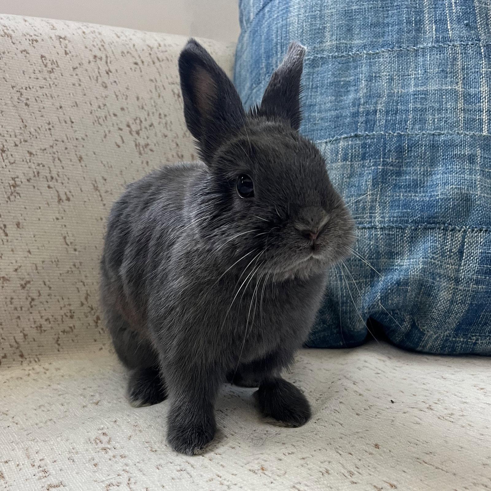 Sloan, Adoptable, Adult Female Netherland Dwarf.