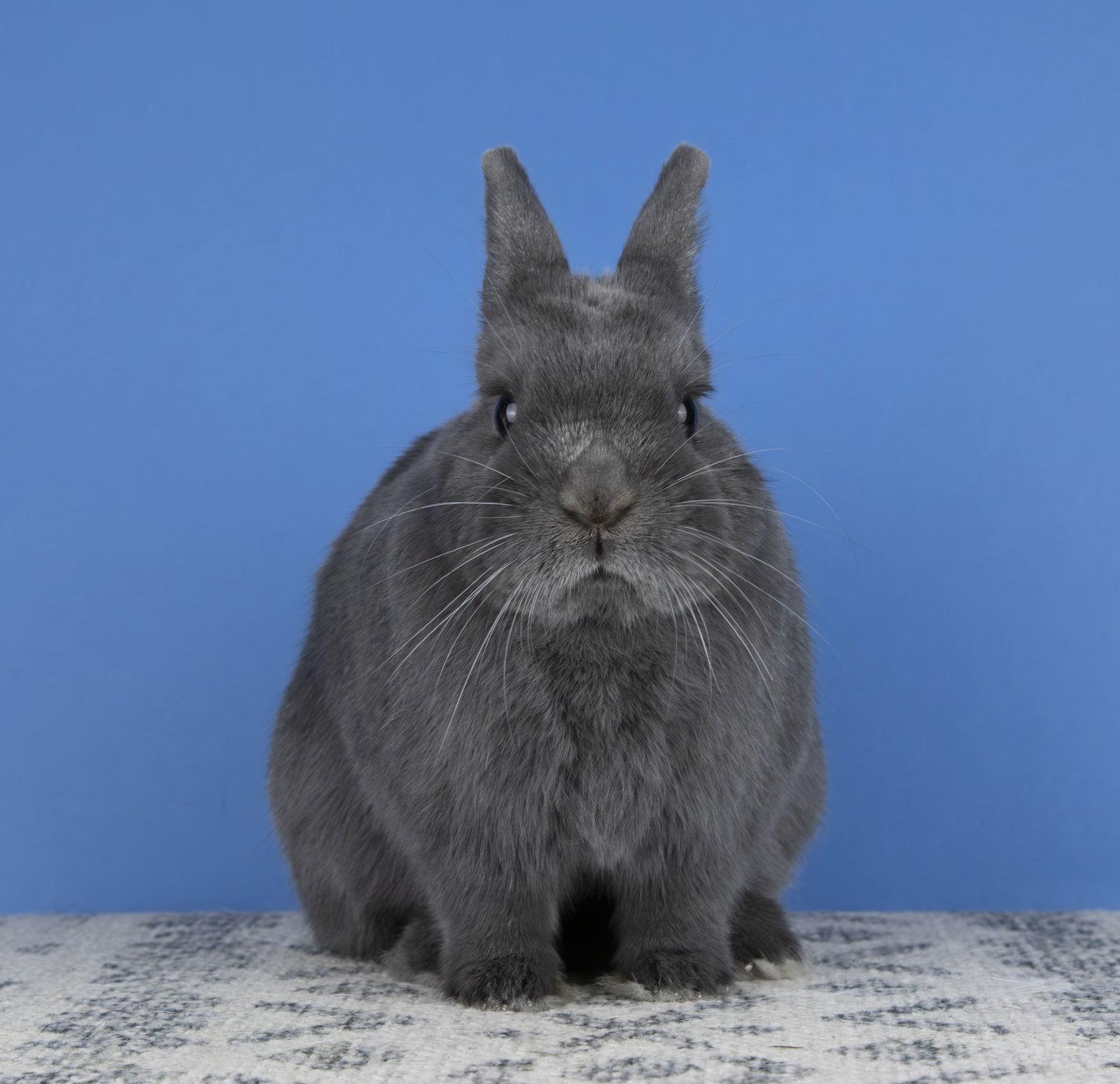 Sloan, a Adoptable Netherland Dwarf in Great Neck, NY image 2/2