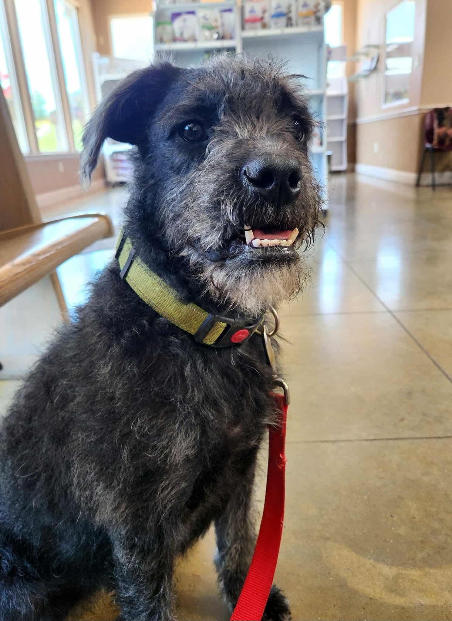 Arial, an adoptable Poodle, Bulldog in Wilsall, MT, 59086 | Photo Image 3