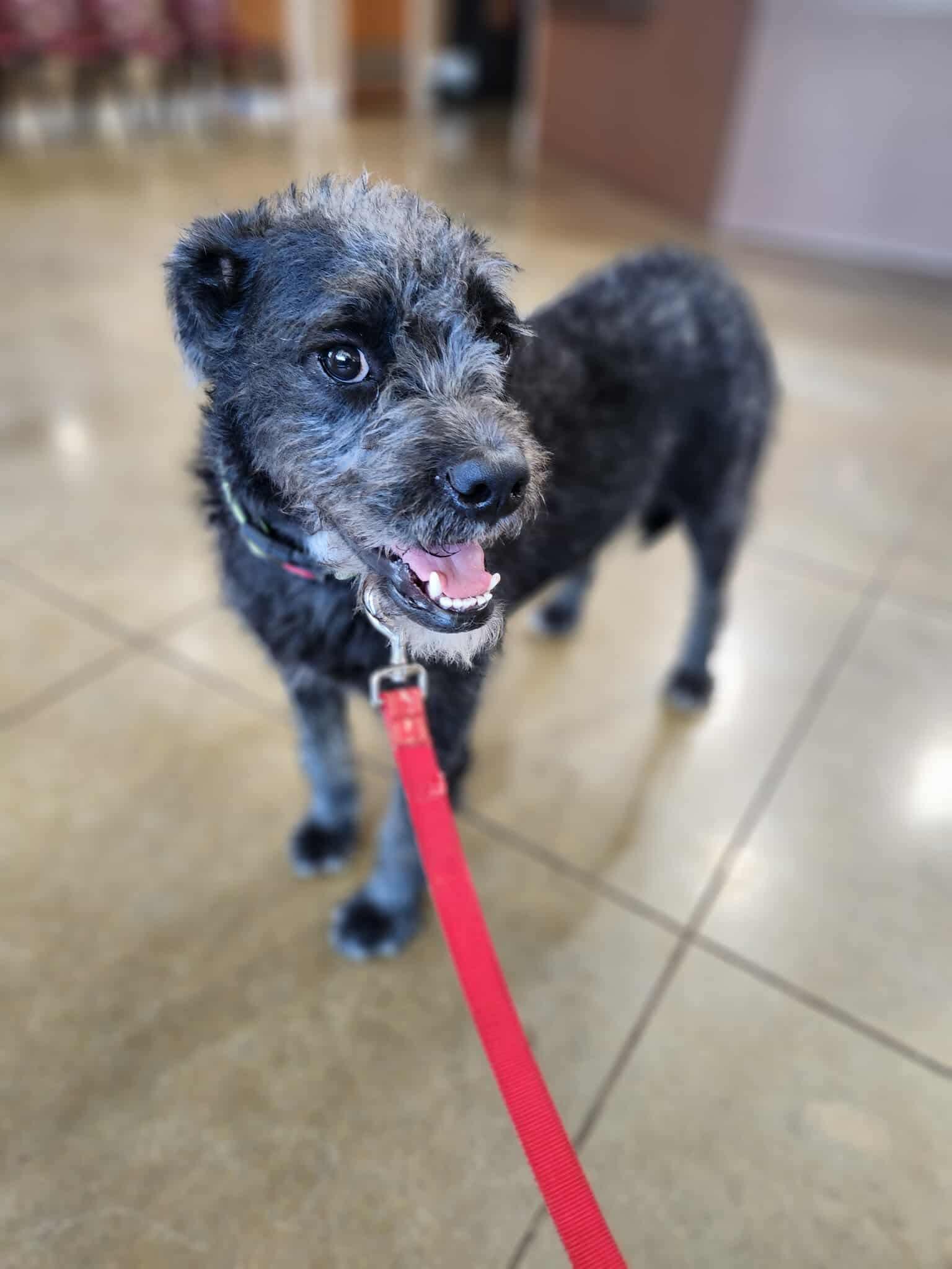 Arial, an adoptable Poodle, Bulldog in Wilsall, MT, 59086 | Photo Image 2