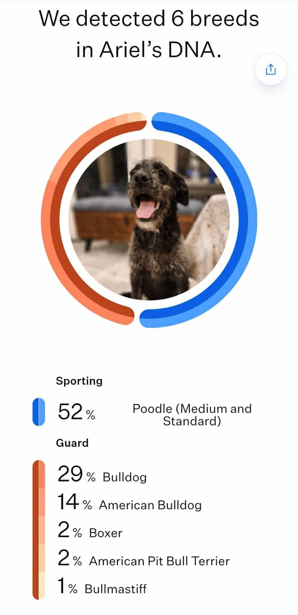 Arial, an adoptable Poodle, Bulldog in Wilsall, MT, 59086 | Photo Image 5