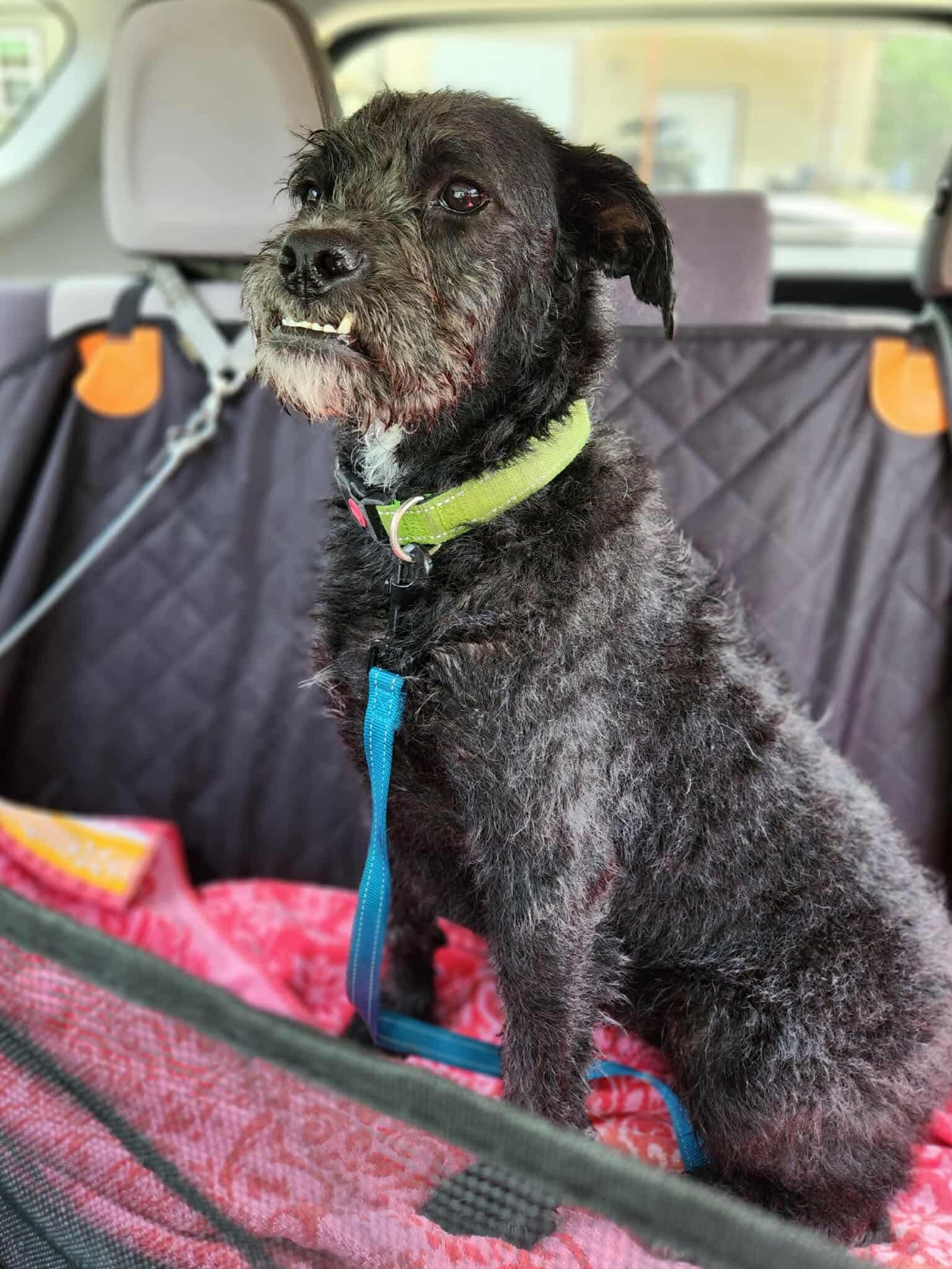 Arial, an adoptable Poodle, Bulldog in Wilsall, MT, 59086 | Photo Image 4