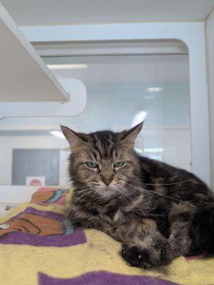 Eva, Adoptable, Adult Female Domestic Long Hair & Domestic Short Hair.