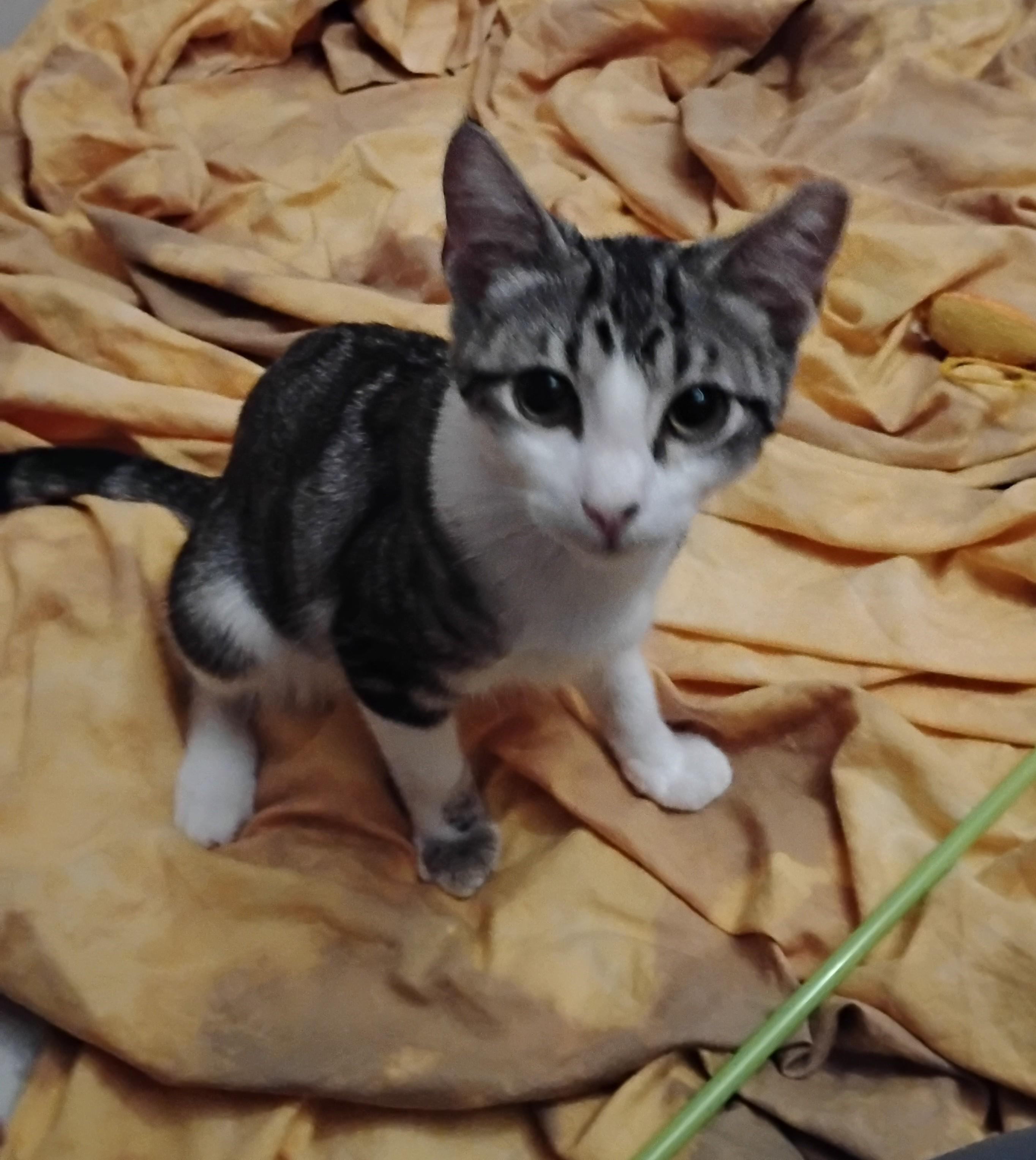 Spike, adopted, Kitten Male Domestic Short Hair.