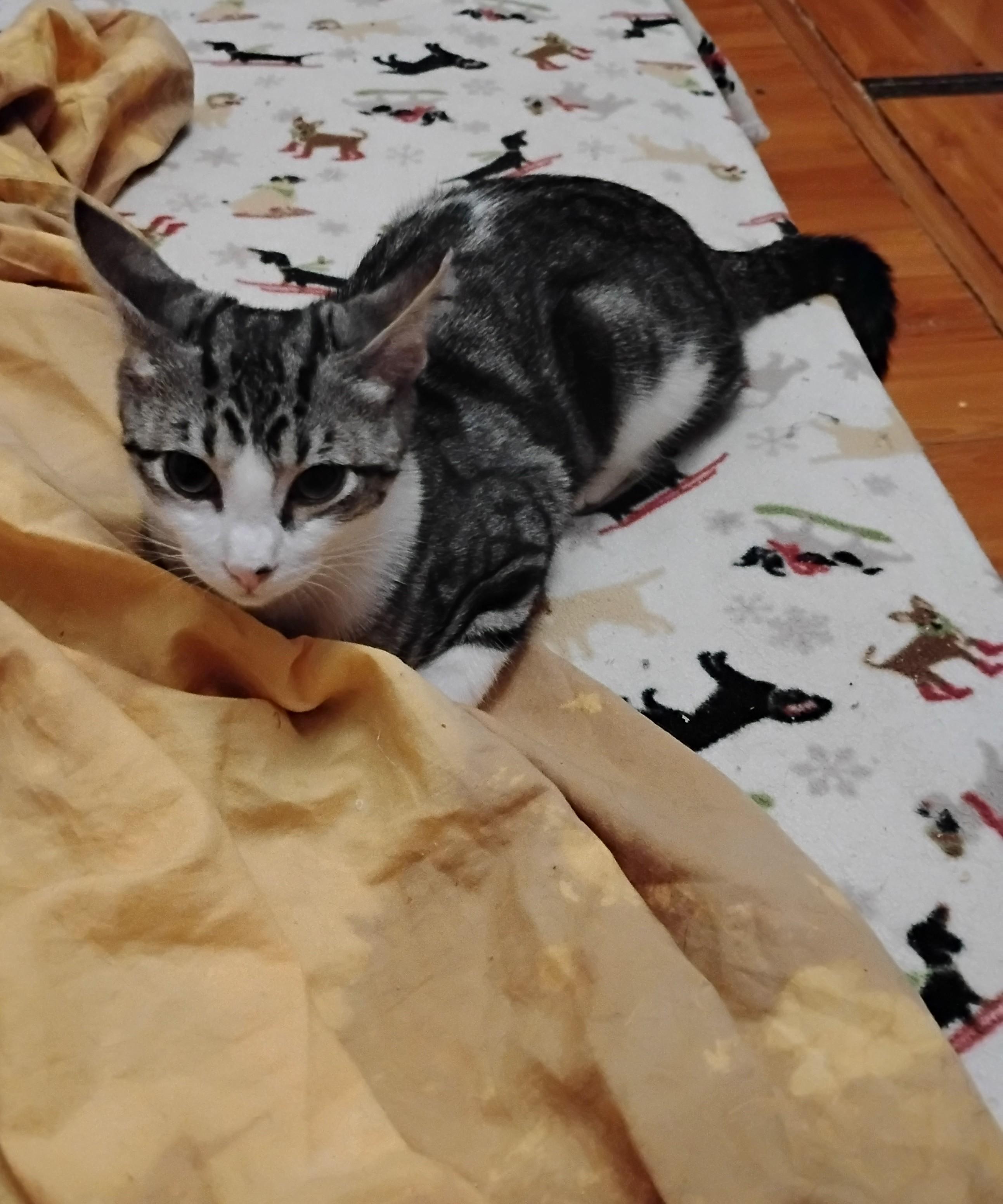 Enlarge Spike, an adopted Domestic Short Hair in Woodland, CA image 2/5