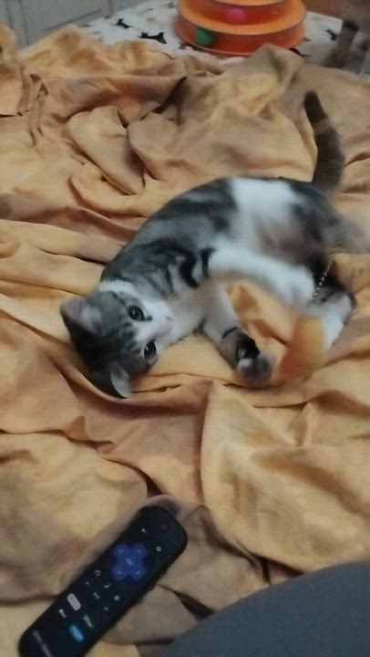 Enlarge Spike, an adopted Domestic Short Hair in Woodland, CA video 5/5
