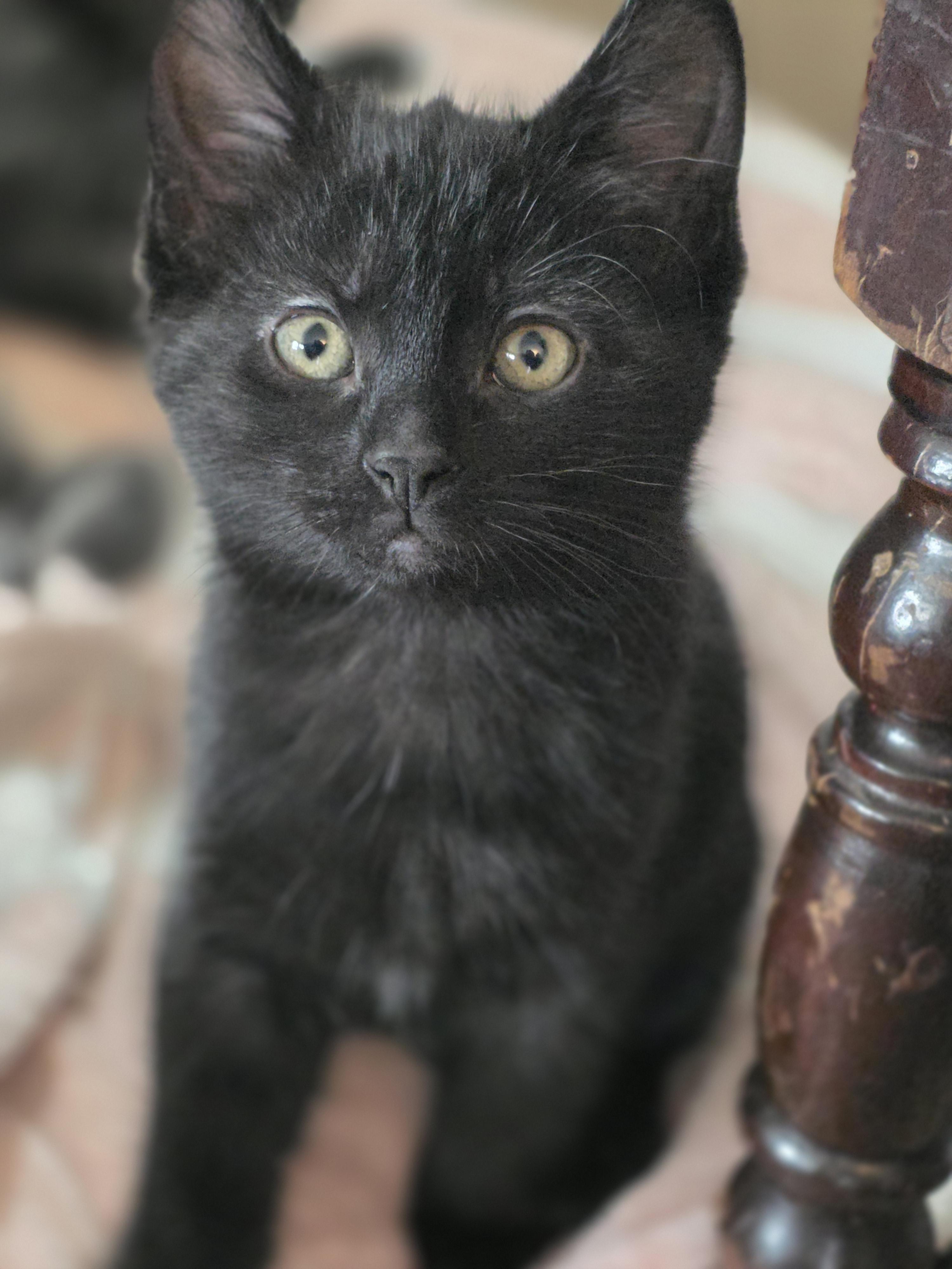 16012025B, Adopted, Young Female Domestic Short Hair.