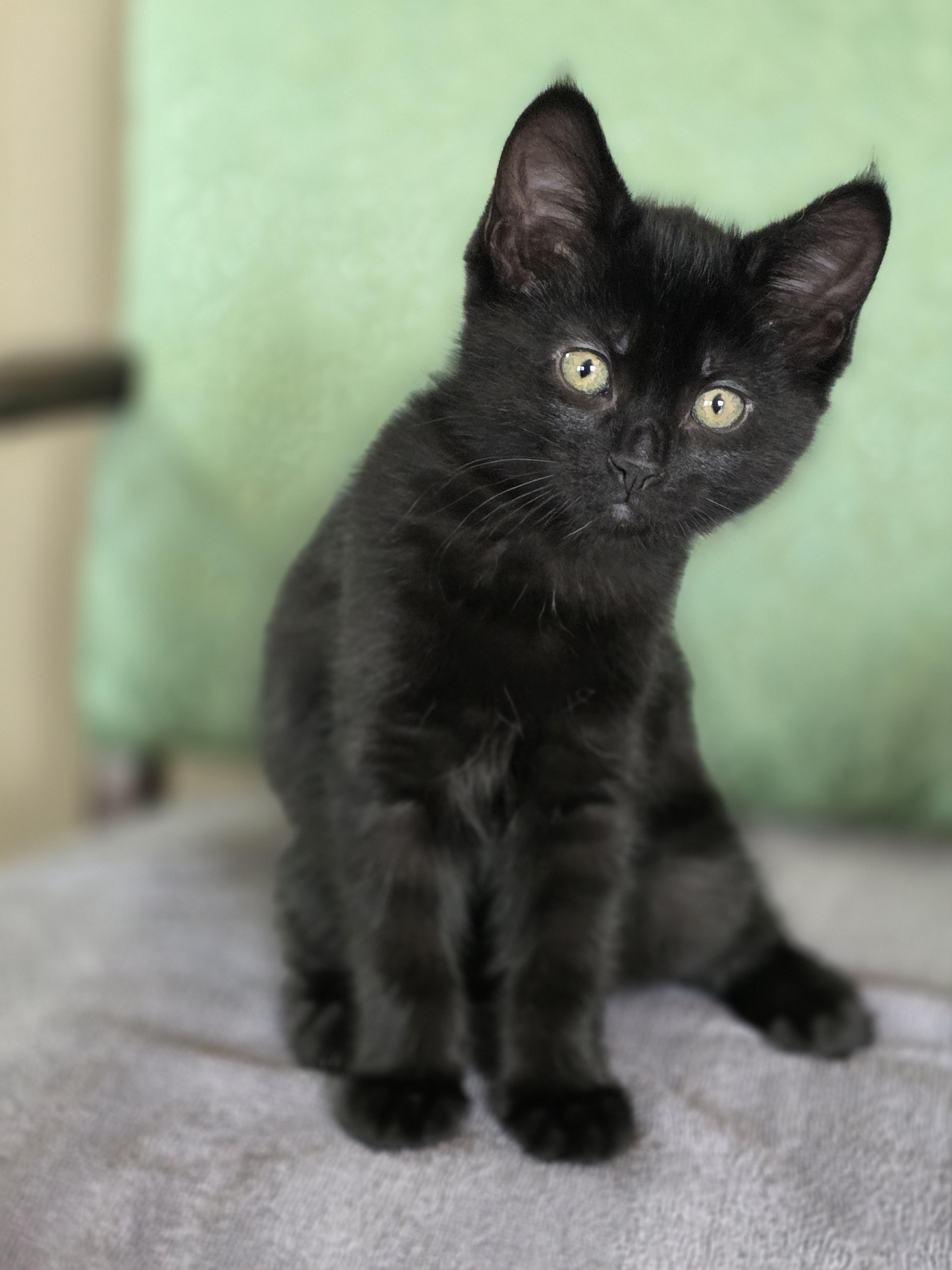 Enlarge 16012025B, a Adopted Domestic Short Hair in Kamloops, BC image 2/6