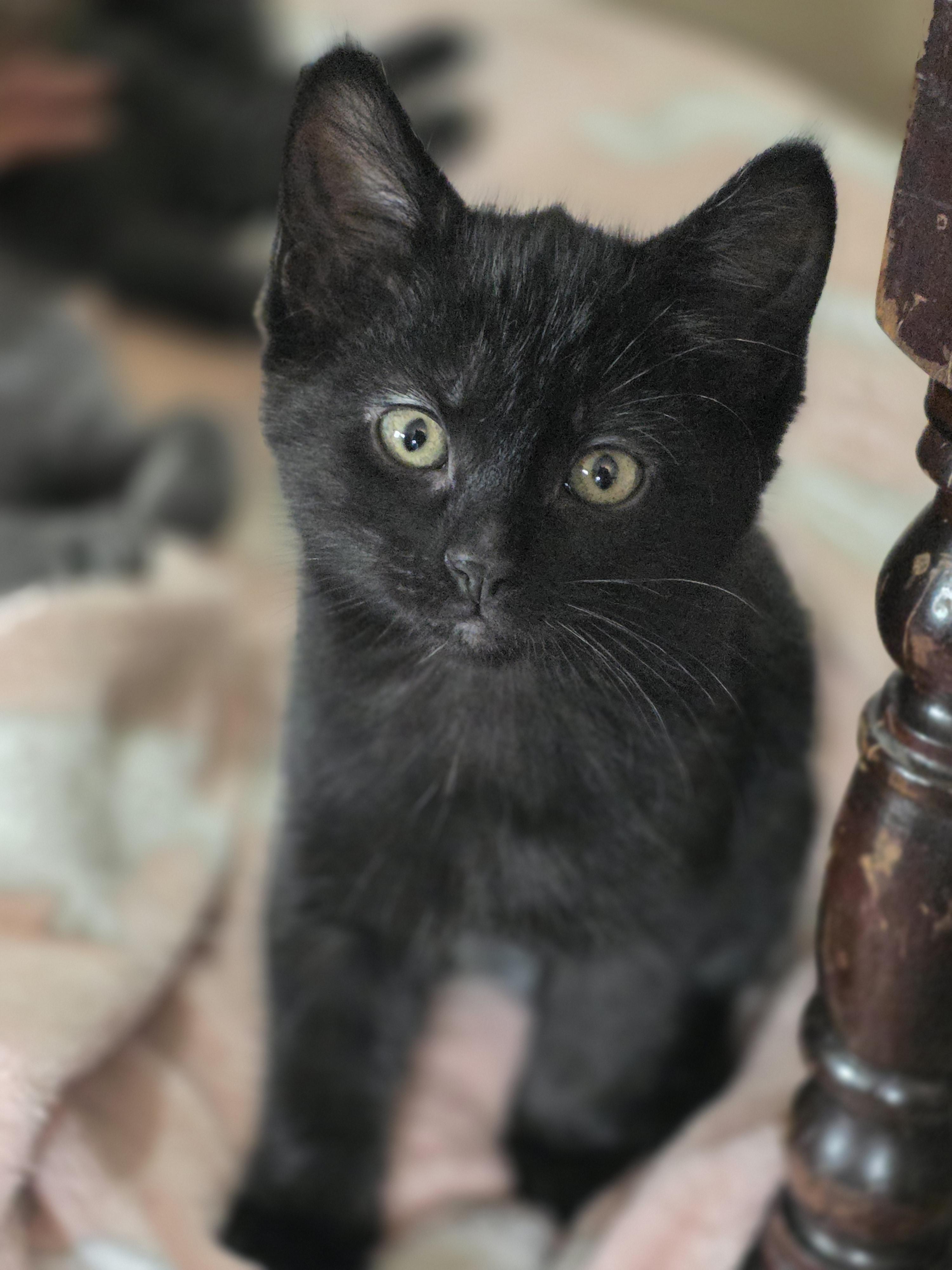 Enlarge 16012025B, a Adopted Domestic Short Hair in Kamloops, BC image 3/6
