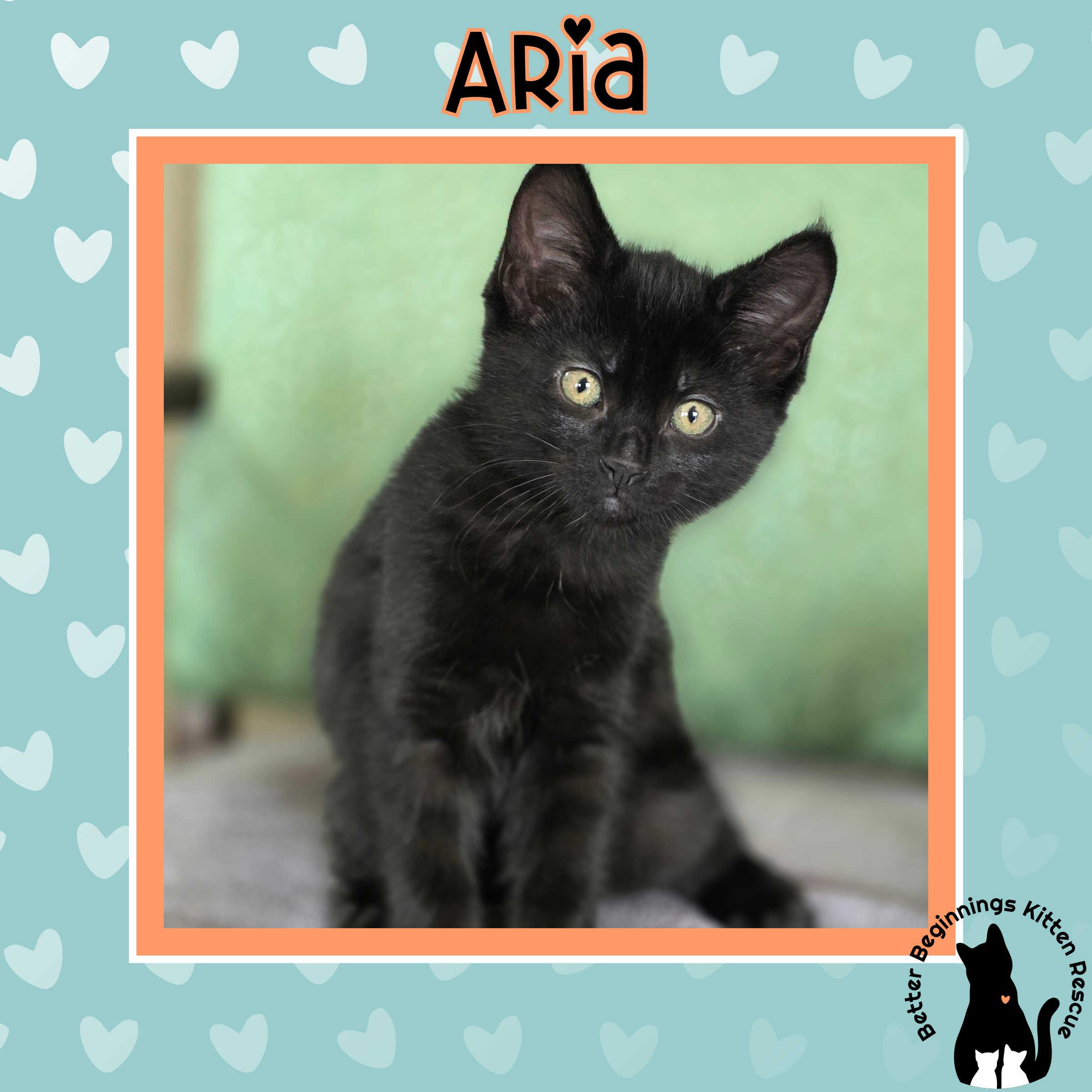 Enlarge 16012025B, a Adopted Domestic Short Hair in Kamloops, BC image 4/6