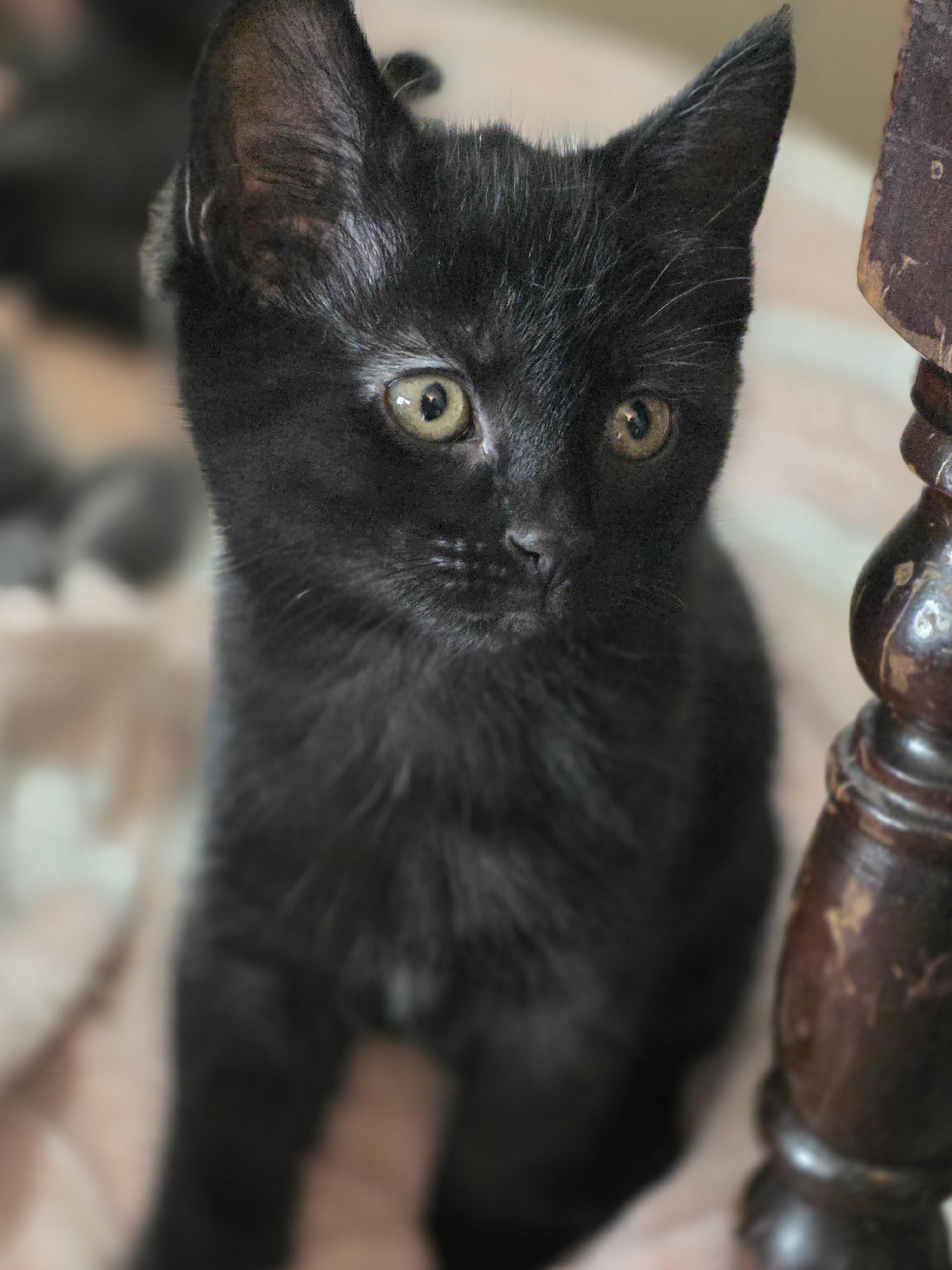 Enlarge 16012025B, a Adopted Domestic Short Hair in Kamloops, BC image 5/6