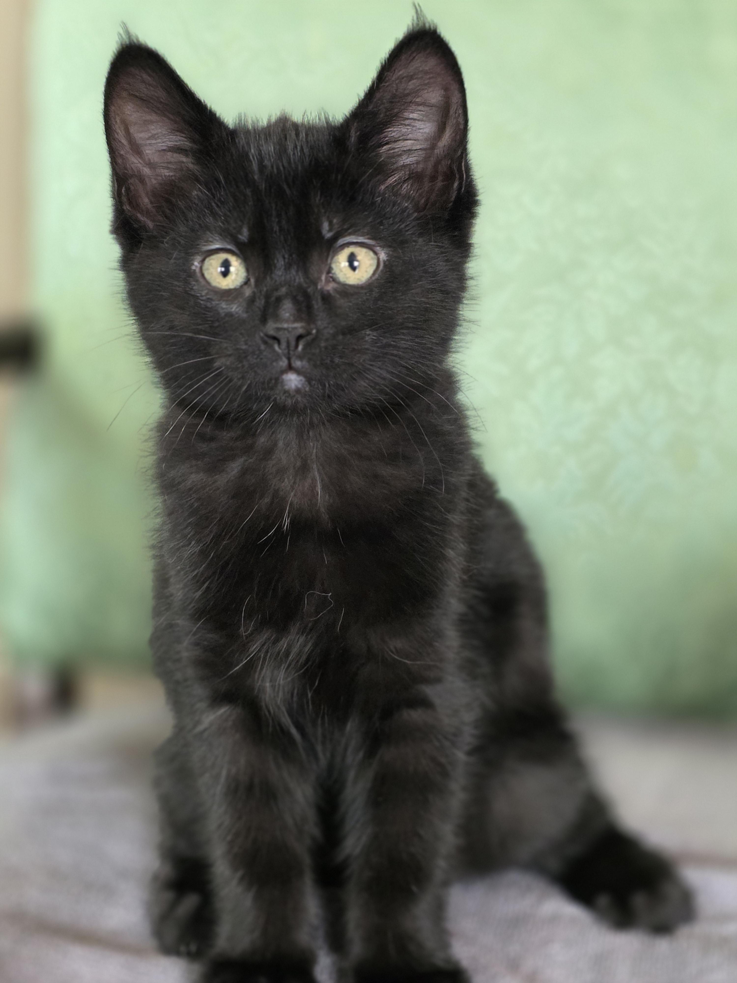 Enlarge 16012025B, a Adopted Domestic Short Hair in Kamloops, BC image 6/6