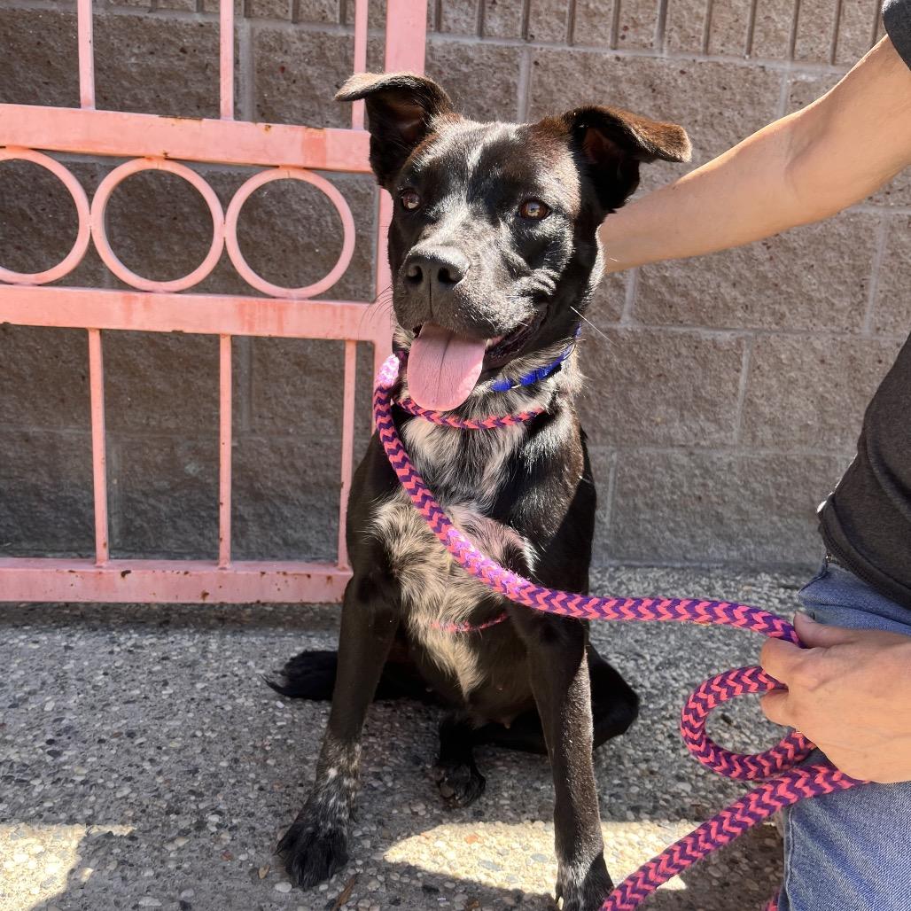 Enlarge Sprinkles- Cutie Pie, a ADOPTABLE Mixed Breed in Grass Valley, CA image 1/1