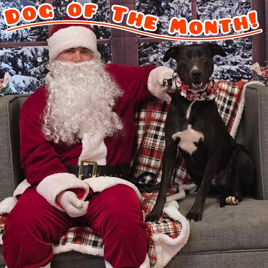 Gordie, Adoptable, Young Male Labrador Retriever & Pit Bull Terrier.