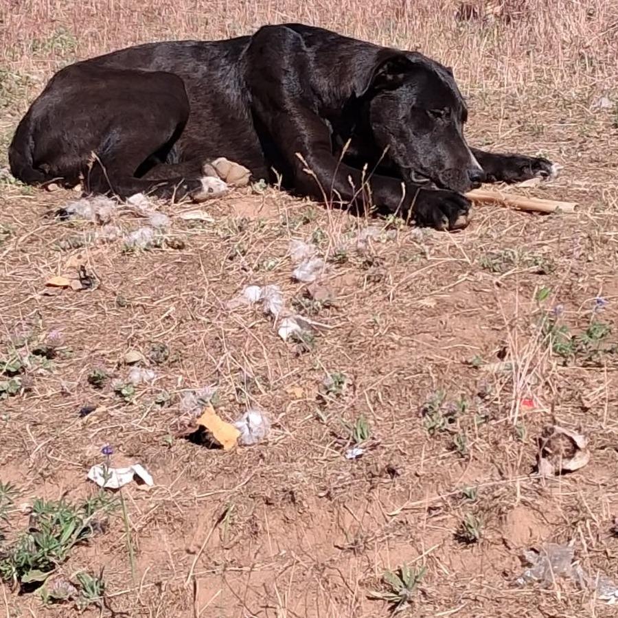 Enlarge Gordie, a Adoptable mixed breed in Mount Shasta, CA image 4/6