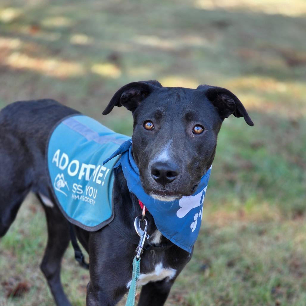 Enlarge Gordie, a Adoptable mixed breed in Mount Shasta, CA image 5/6