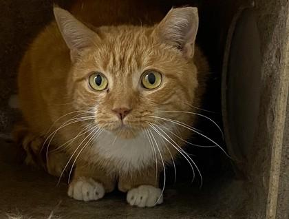 Magnolia, Adoptable, Adult Female Domestic Short Hair & Domestic Short Hair.