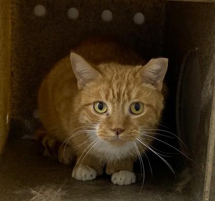 Enlarge Magnolia, a Adoptable mixed breed in New Hope, PA image 2/2