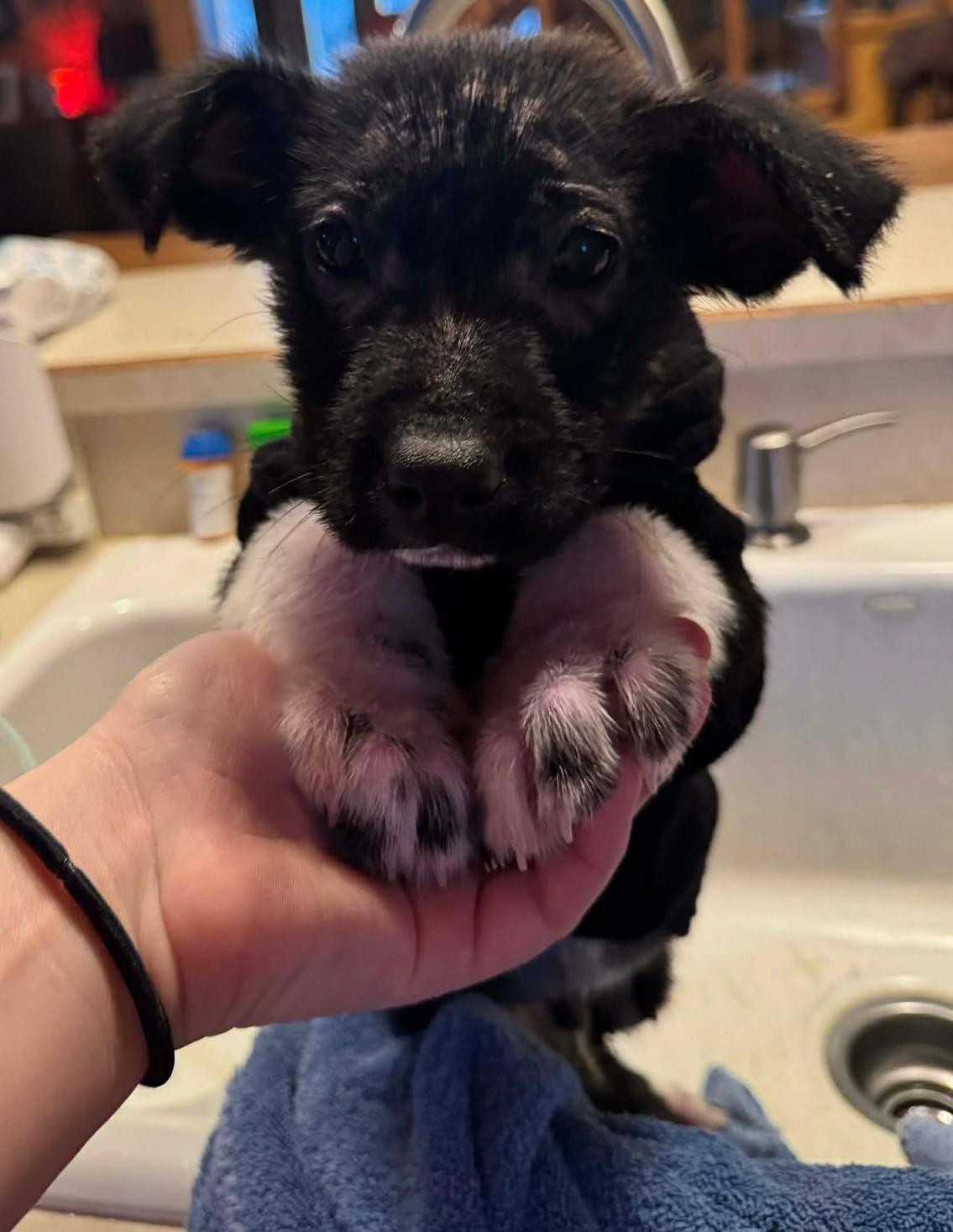 Enlarge Graffin, an adopted mixed breed in Kiowa, OK image 3/6