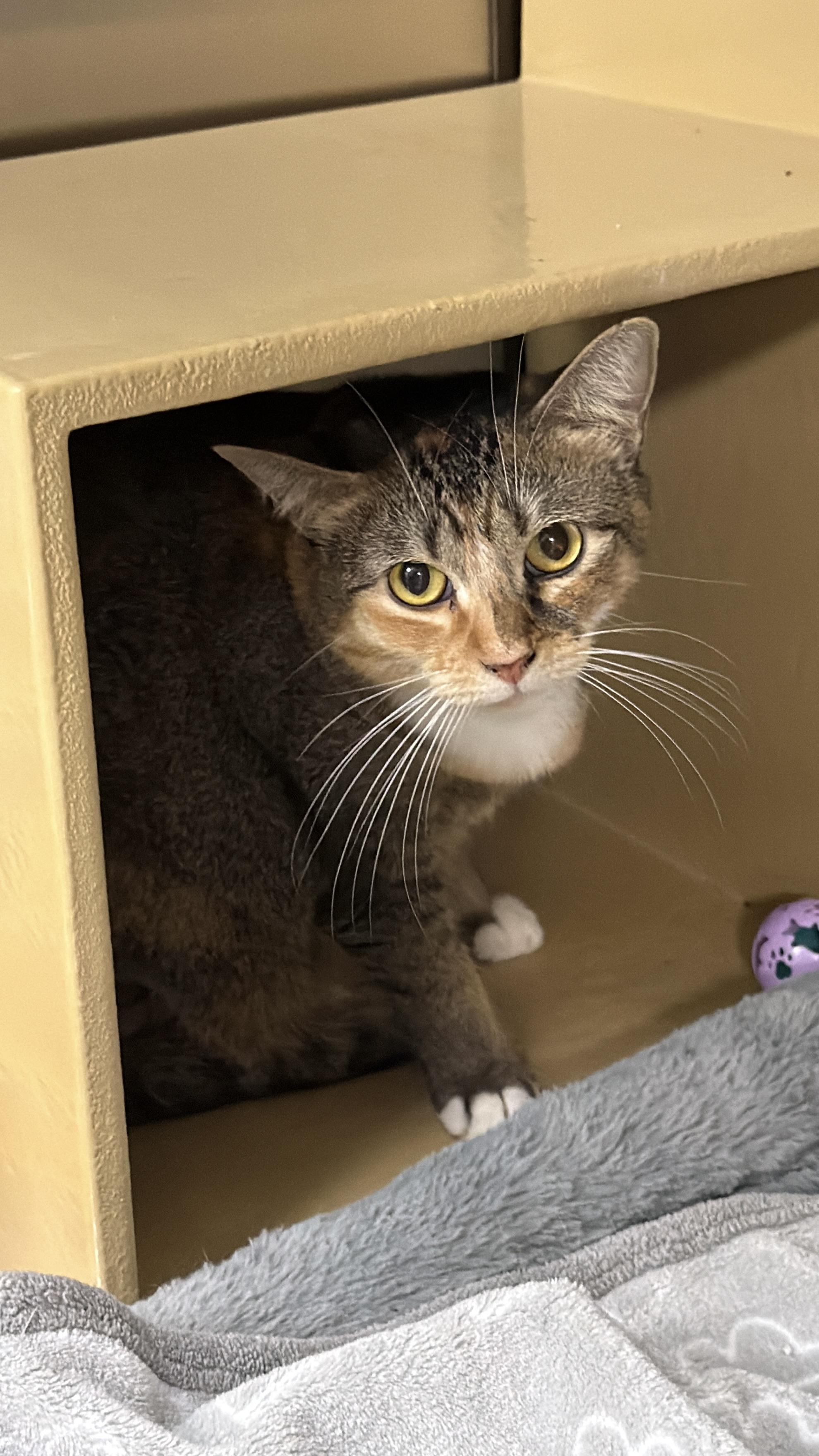 Enlarge Squirrely, a ADOPTABLE Domestic Short Hair in Chandler, AZ image 2/2