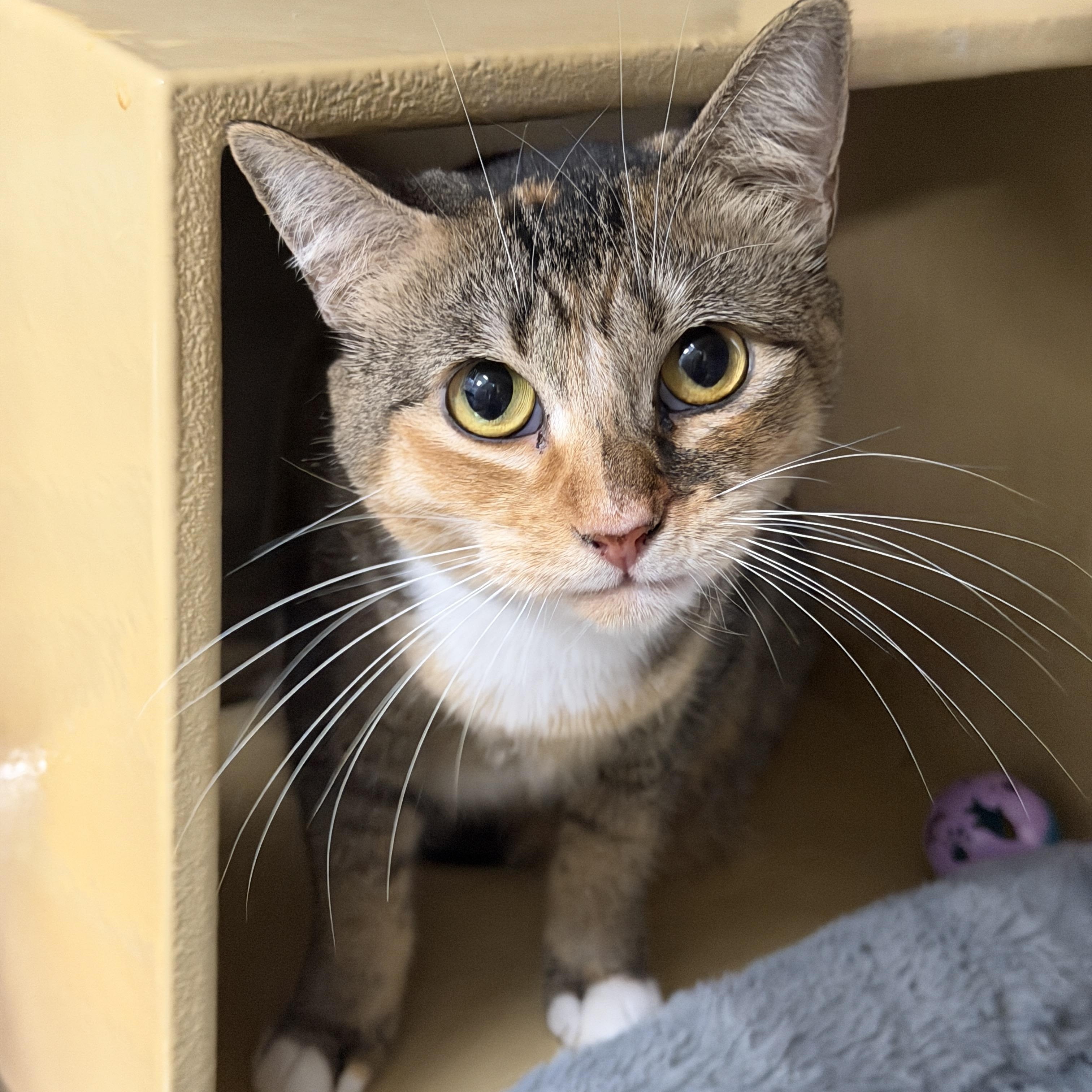 Enlarge Squirrely, a ADOPTABLE Domestic Short Hair in Chandler, AZ image 1/2