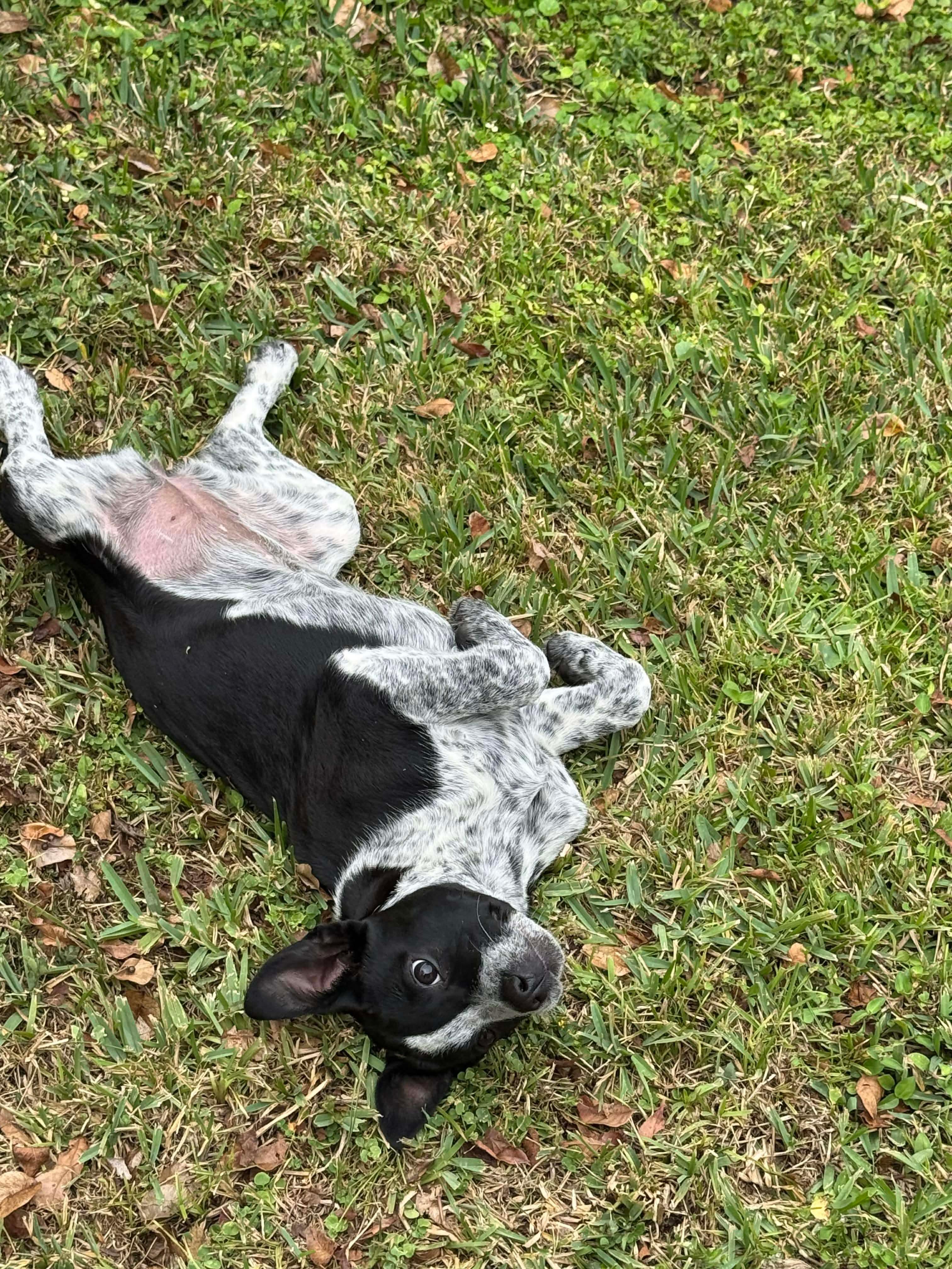 Enlarge Gloria Goode/Annie Inch, a ADOPTABLE mixed breed in Port Saint Lucie, FL image 4/6