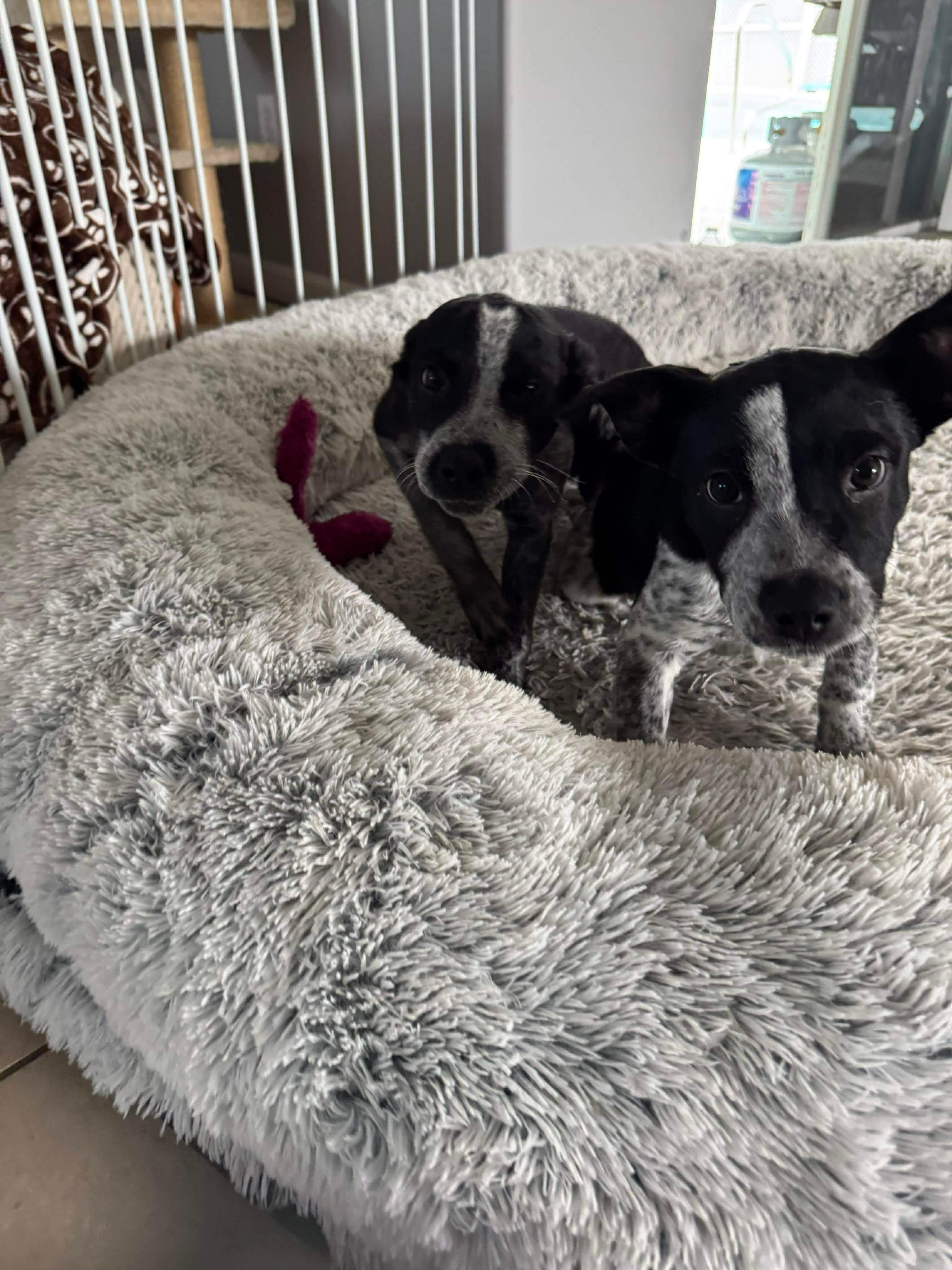 Gloria Goode/Annie Inch, ADOPTABLE, Puppy Female Australian Cattle Dog / Blue Heeler.