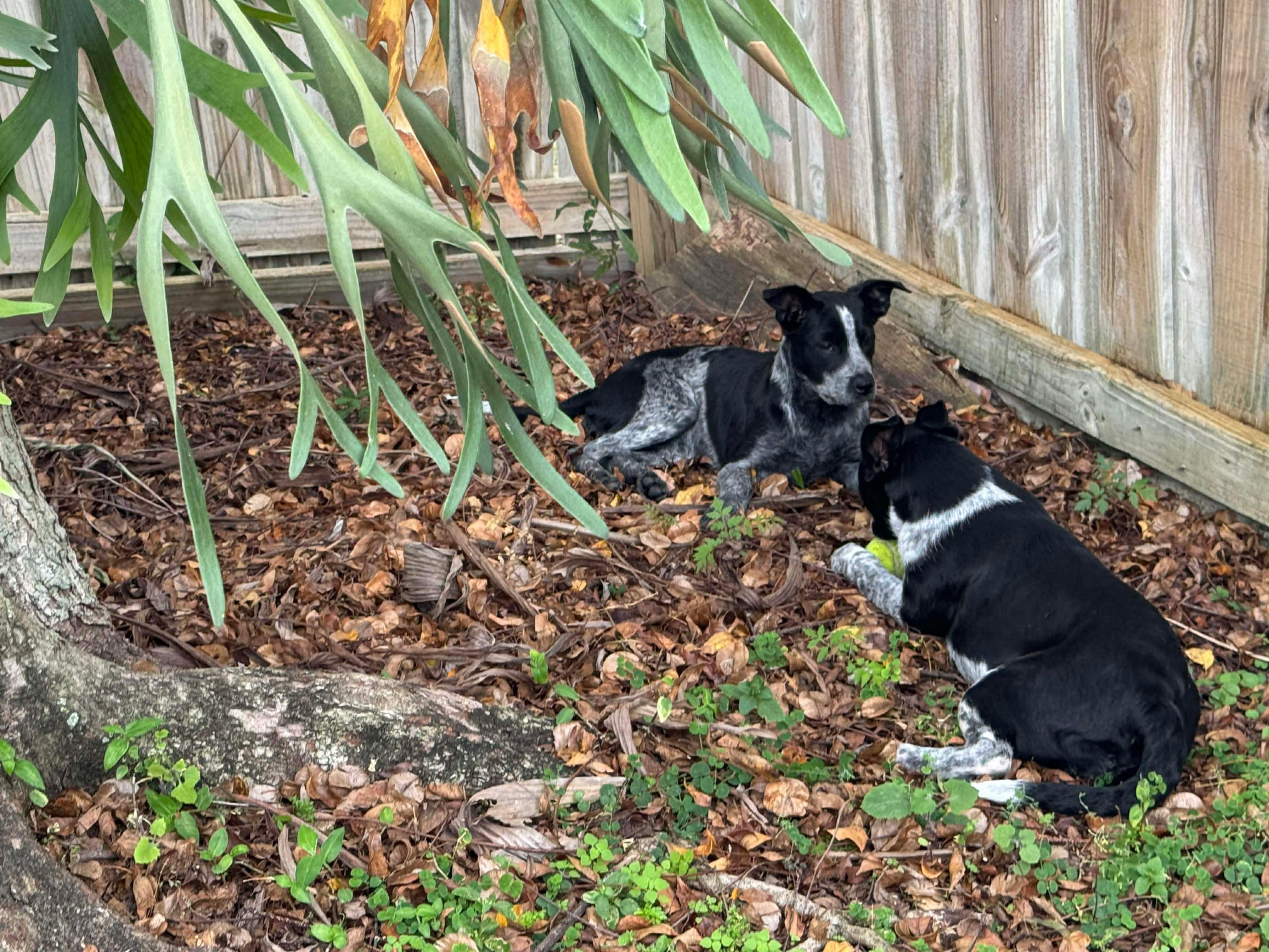 Enlarge Gloria Goode/Annie Inch, a ADOPTABLE mixed breed in Port Saint Lucie, FL image 5/6