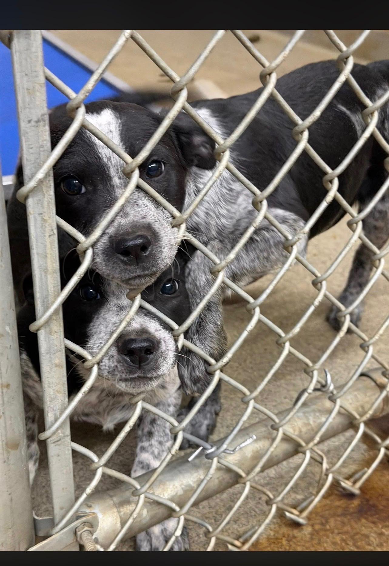 Enlarge Gloria Goode/Annie Inch, a ADOPTABLE mixed breed in Port Saint Lucie, FL image 2/6