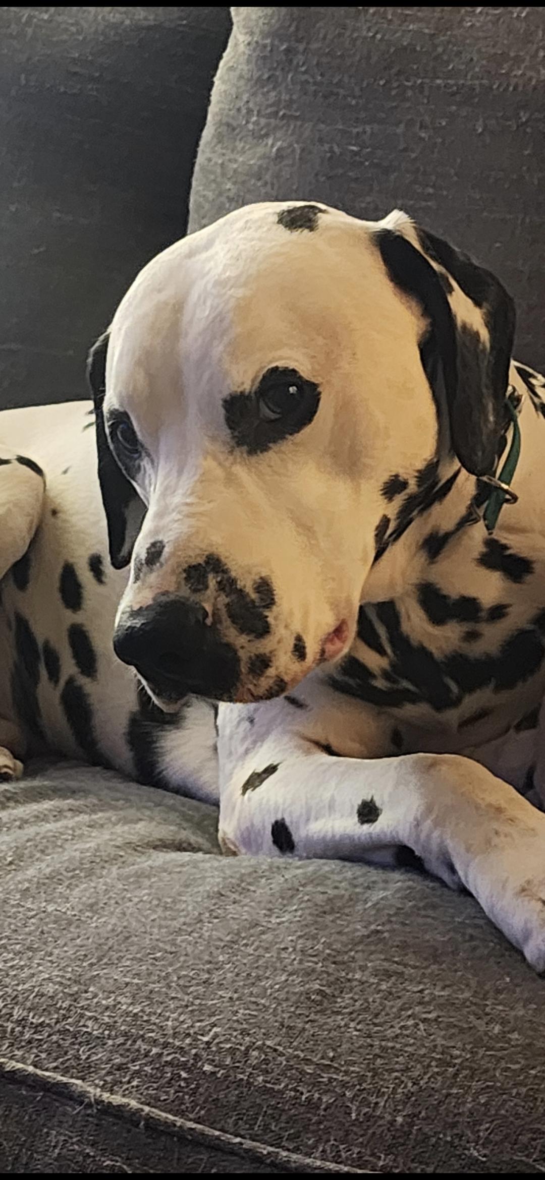 Enlarge Charlie-ADOPTION PENDING, an adopted Dalmatian in Wake Forest, NC image 3/5