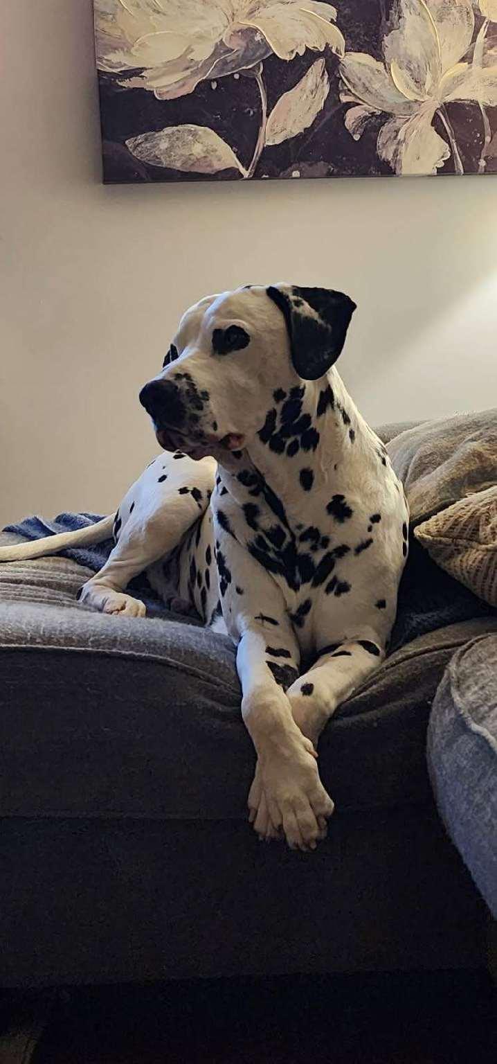Enlarge Charlie-ADOPTION PENDING, an adopted Dalmatian in Wake Forest, NC image 5/5