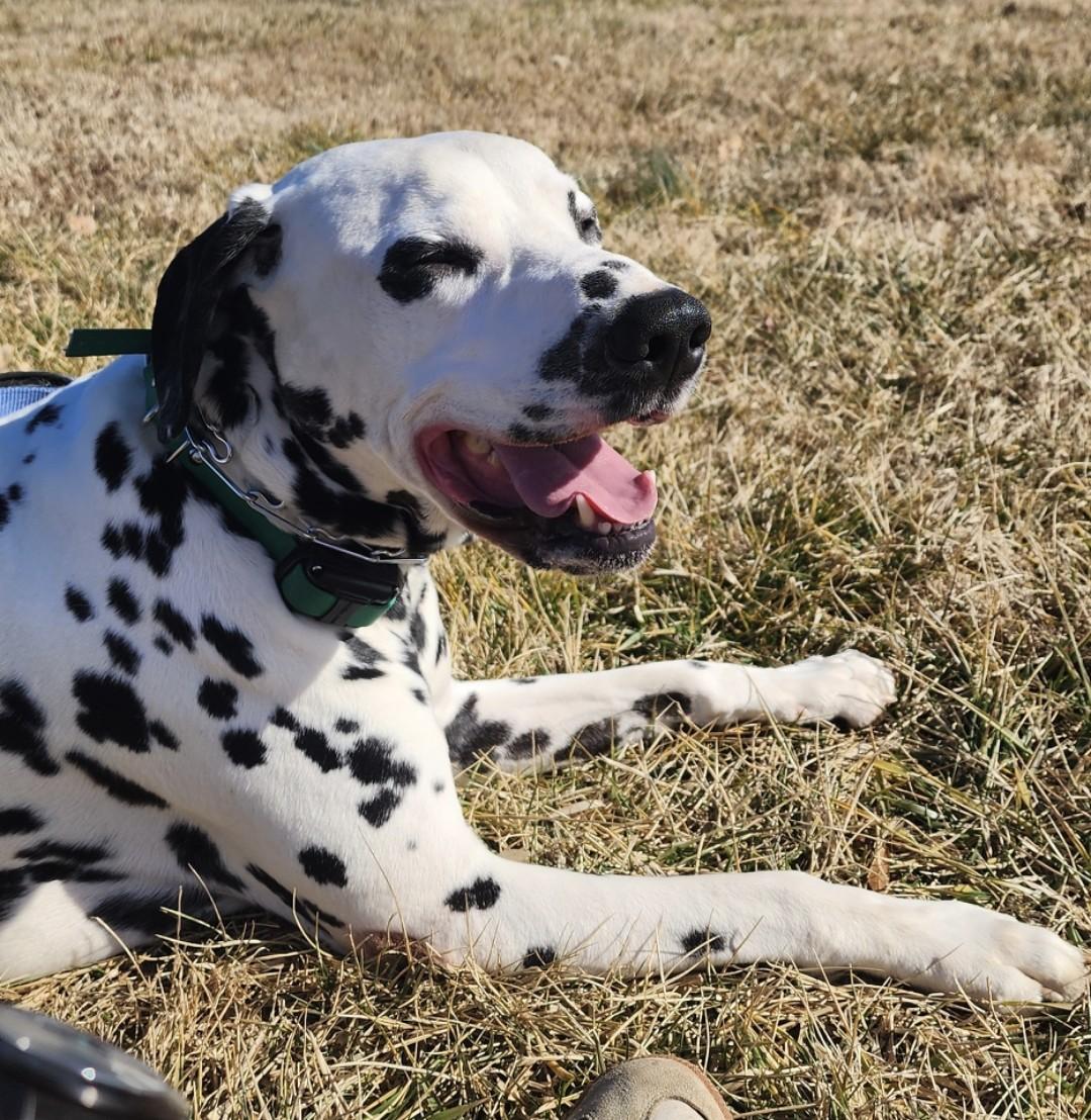 Charlie-ADOPTION PENDING, adopted, Adult Male Dalmatian.