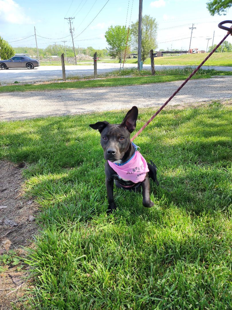Cheryl /Aggie, Adoptable, Young Female Terrier.