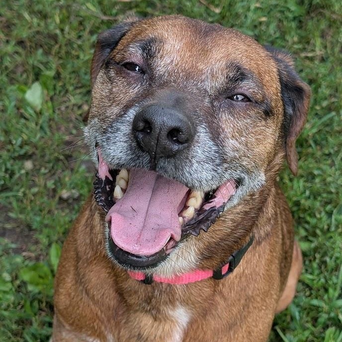 Enlarge Scrappy, an adopted mixed breed in Carthage, IL image 4/5