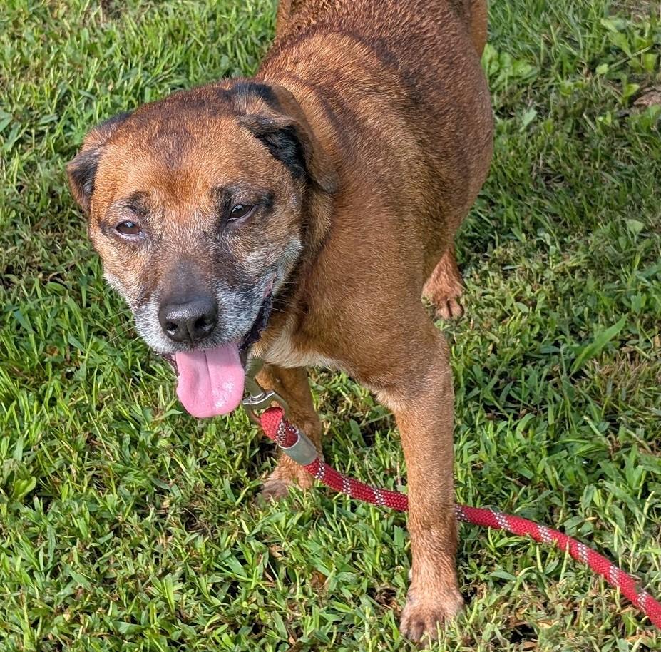 Enlarge Scrappy, an adopted mixed breed in Carthage, IL image 3/5