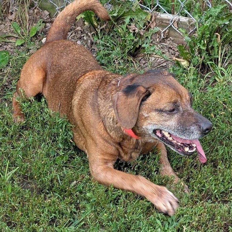 Scrappy, adopted, Adult Male Mixed Breed & Jack Russell Terrier.