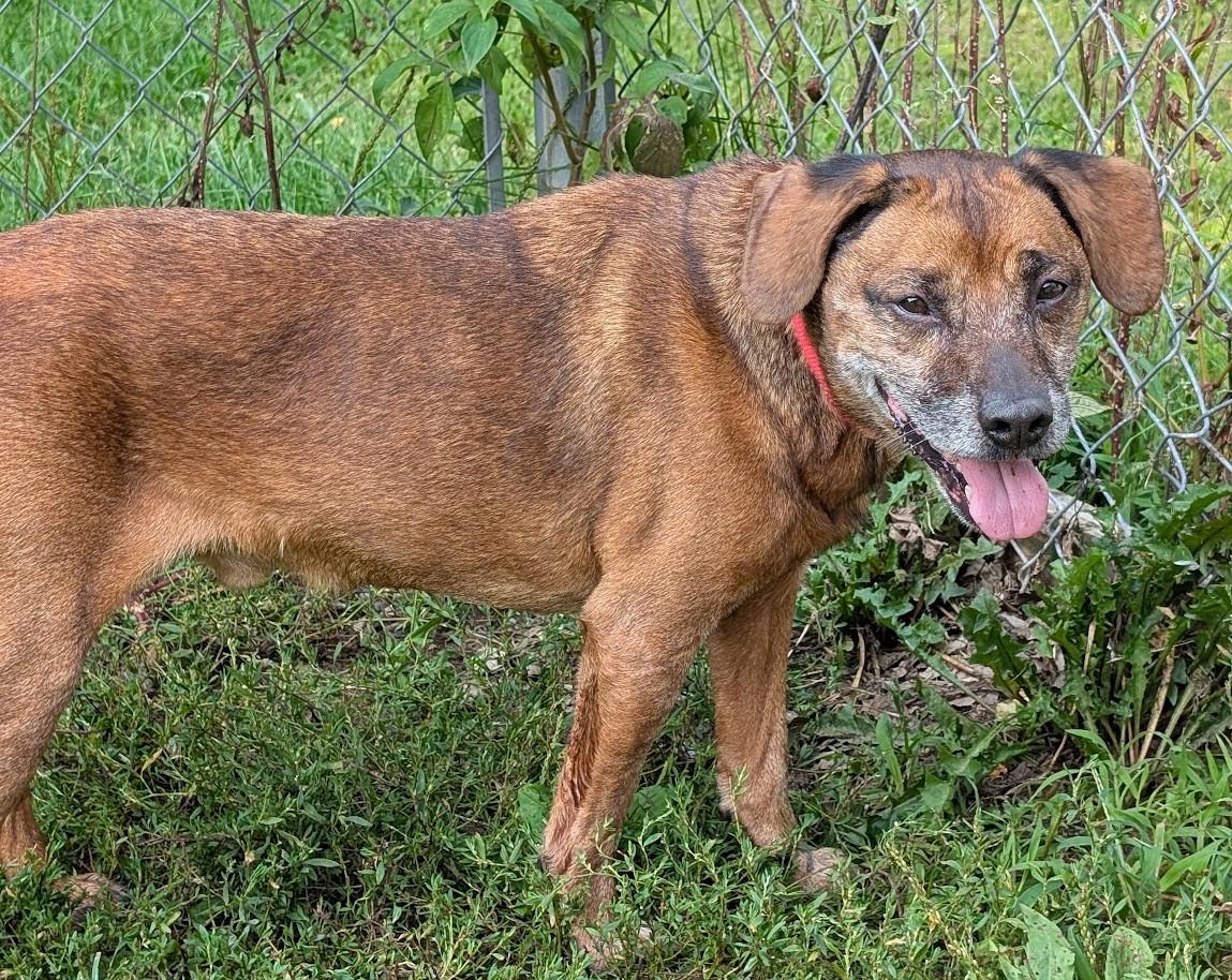 Enlarge Scrappy, an adopted mixed breed in Carthage, IL image 5/5