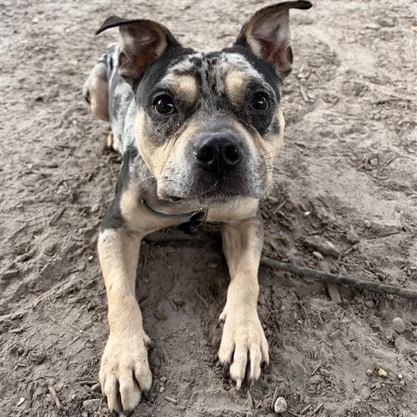 Enlarge Fletcher, a Adoptable Mixed Breed in Jacksonville, FL image 1/4