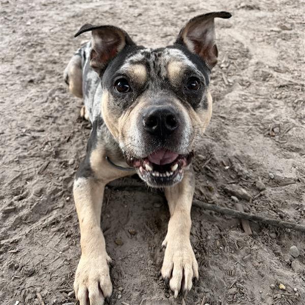 Enlarge Fletcher, a Adoptable Mixed Breed in Jacksonville, FL image 2/4