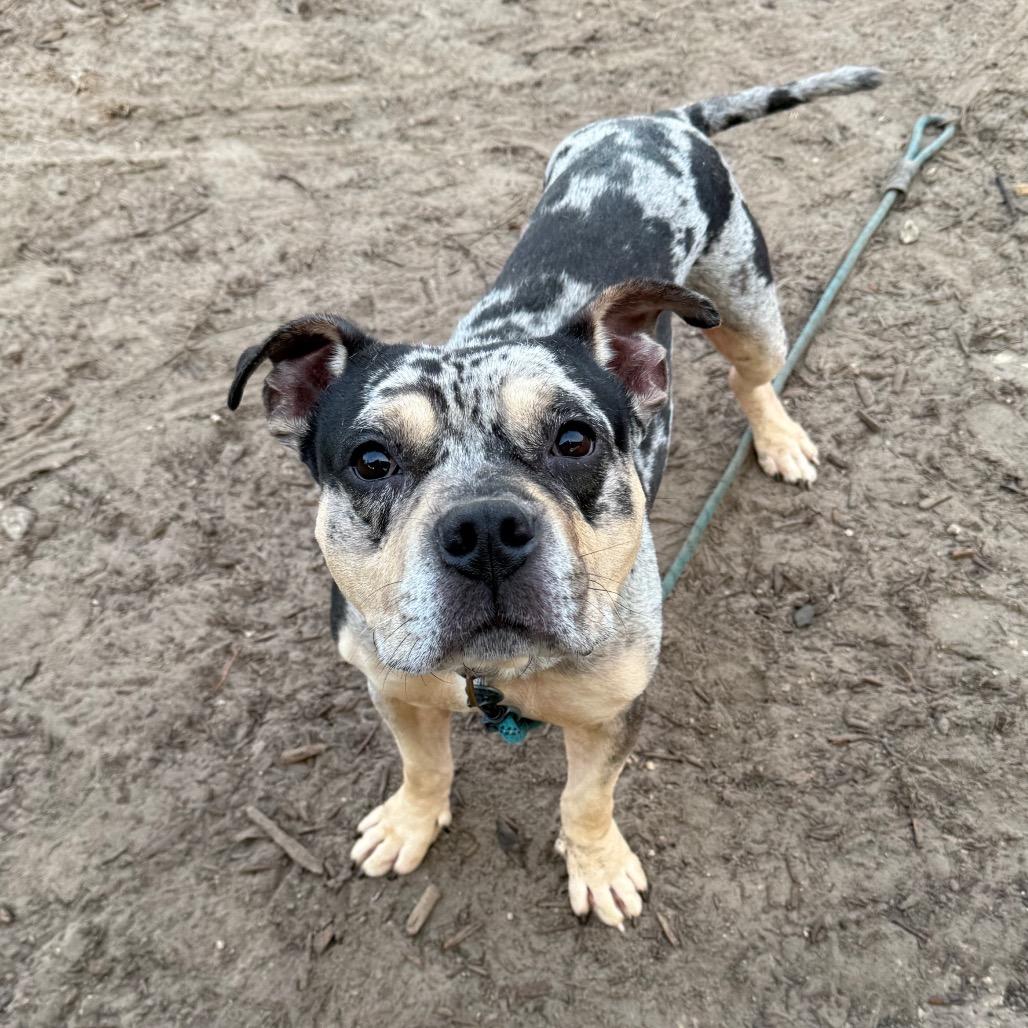 Enlarge Fletcher, a Adoptable Mixed Breed in Jacksonville, FL image 3/4
