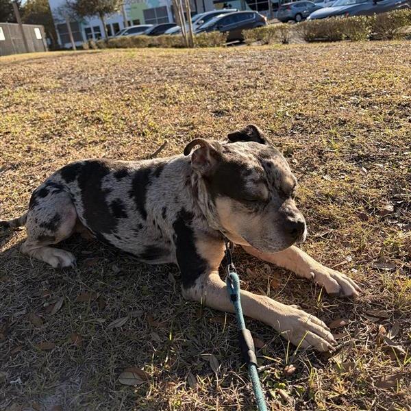 Enlarge Fletcher, a Adoptable Mixed Breed in Jacksonville, FL image 4/4