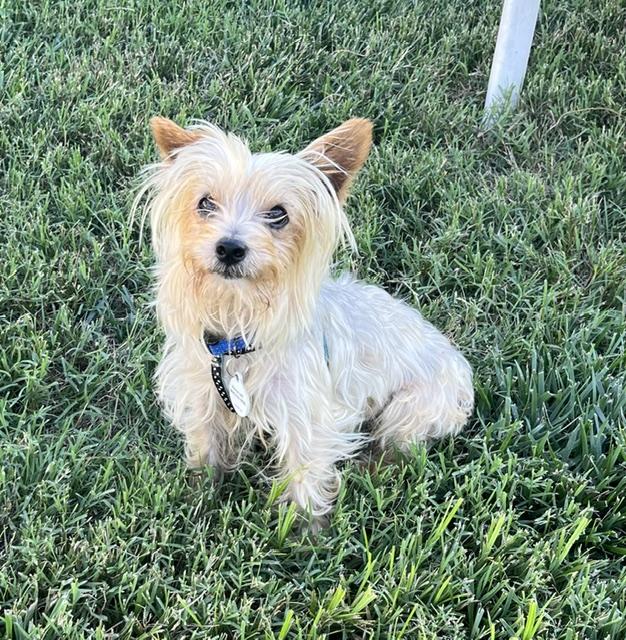 Joey, ADOPTABLE, Young Male Silky Terrier & Terrier.