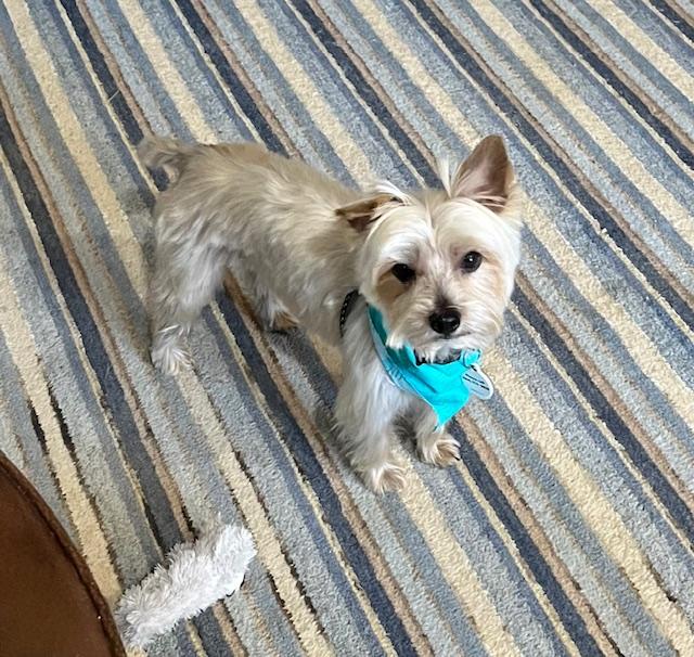 Joey, Adoptable, Young Male Yorkshire Terrier & Silky Terrier.