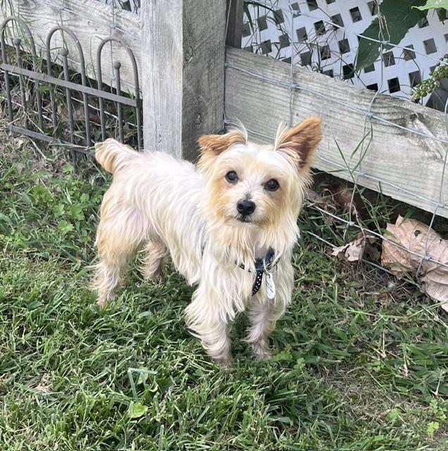 Joey, an adoptable mixed breed in Glen Allen, VA image 1/5