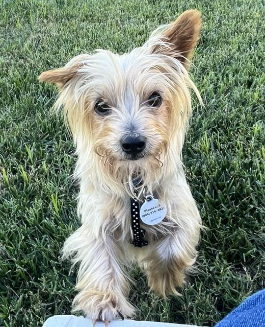 Enlarge Joey, a ADOPTABLE mixed breed in Glen Allen, VA image 2/5